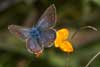 Icarusblauwtje 6 - Polyommatus icarus
